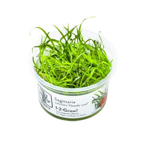 Sagittaria subulata Needle Leaf in vitro