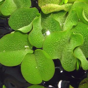 Salvinia minima en portion