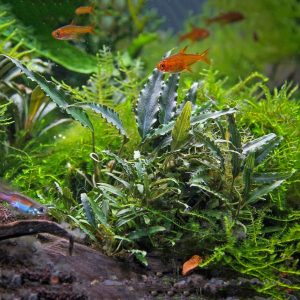 Schismatoglottis Roseaspatha in vitro