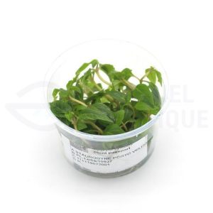 Staurogyne Porto Velho in vitro