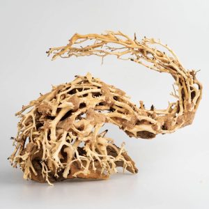 Strideways Dragon Bonsai M