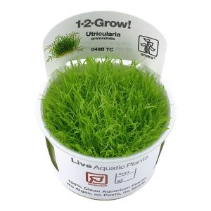 Utricularia graminifolia in vitro