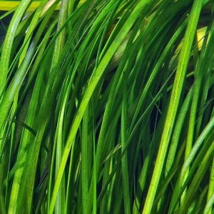 Vallisneria spiralis « Tiger »