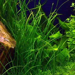 Vallisneria Nana