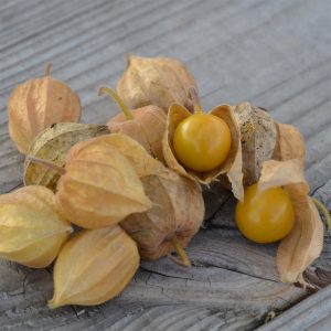 COQUERET DU PEROU AB