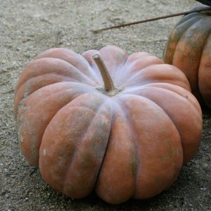 COURGE MUSQUEE MUSCADE AB
