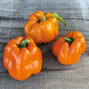 POIVRON CALIFORNIA ORANGE WONDER AB