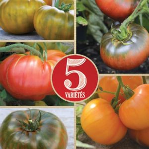TOMATES A GROS FRUITS EN MELANGE AB