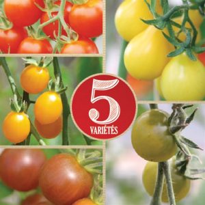 TOMATES CERISES EN MELANGE AB