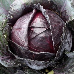 CHOU CABUS ROUGE TETE NOIRE 3 AB