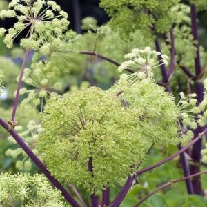 ANGÉLIQUE OFFICINALE FERME DE SAINTE MARTHE